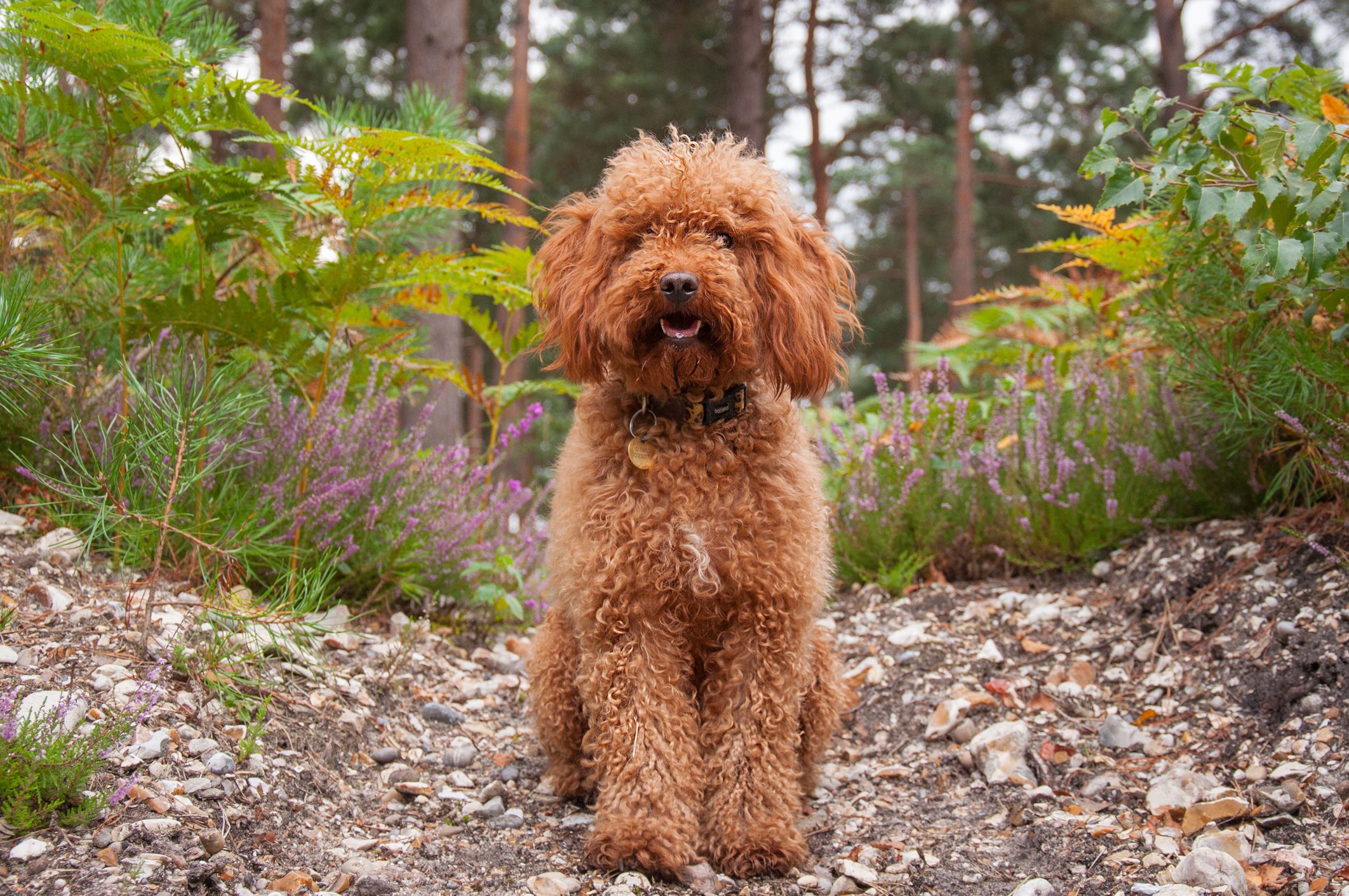 24 Lovable Mixed-Breed Dogs You’ll Want to Bring Home