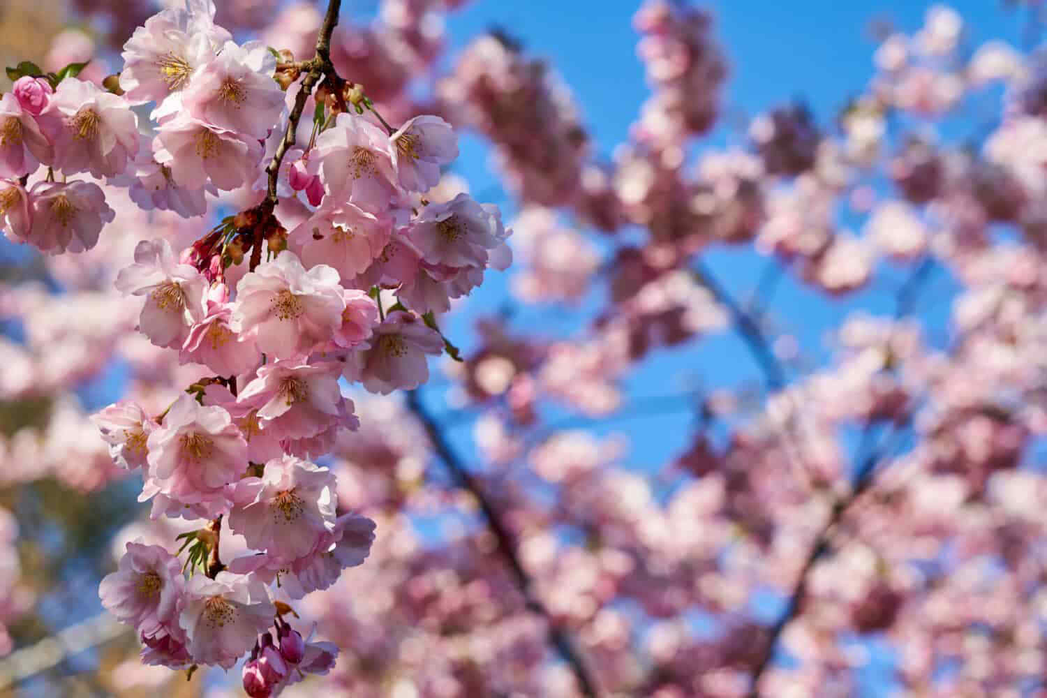 The Best Places to See Cherry Blossoms in the USA