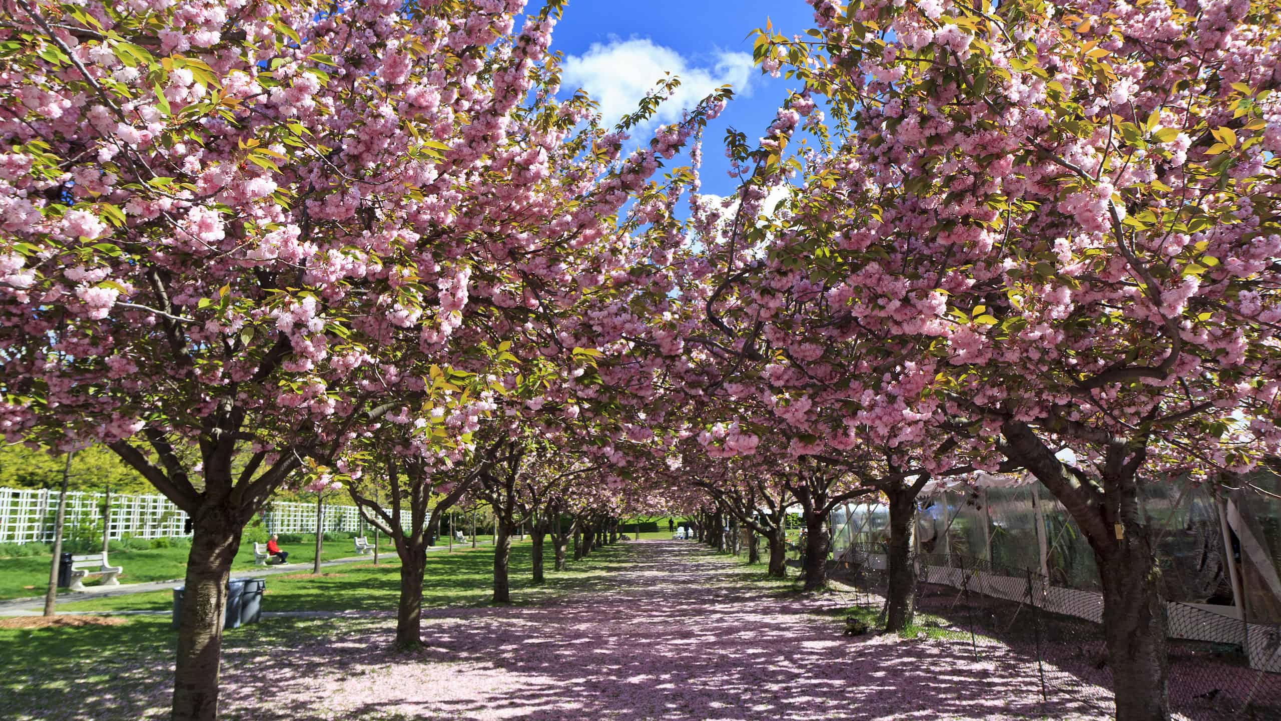 <p>The best spot to see cherry blossoms in Brooklyn is at the Brooklyn Botanic Garden which has over 200 cherry blossom trees. Many of those trees line the broad green lawn known as Cherry Esplanade. </p><p>Sharks, lions, alligators, and more! Don’t miss today’s latest and most exciting animal news. <strong><a href="https://www.msn.com/en-us/channel/source/AZ%20Animals%20US/sr-vid-7etr9q8xun6k6508c3nufaum0de3dqktiq6h27ddeagnfug30wka">Click here to access the A-Z Animals profile page</a> and be sure to hit the <em>Follow</em> button here or at the top of this article!</strong></p> <p>Have feedback? Add a comment below!</p>