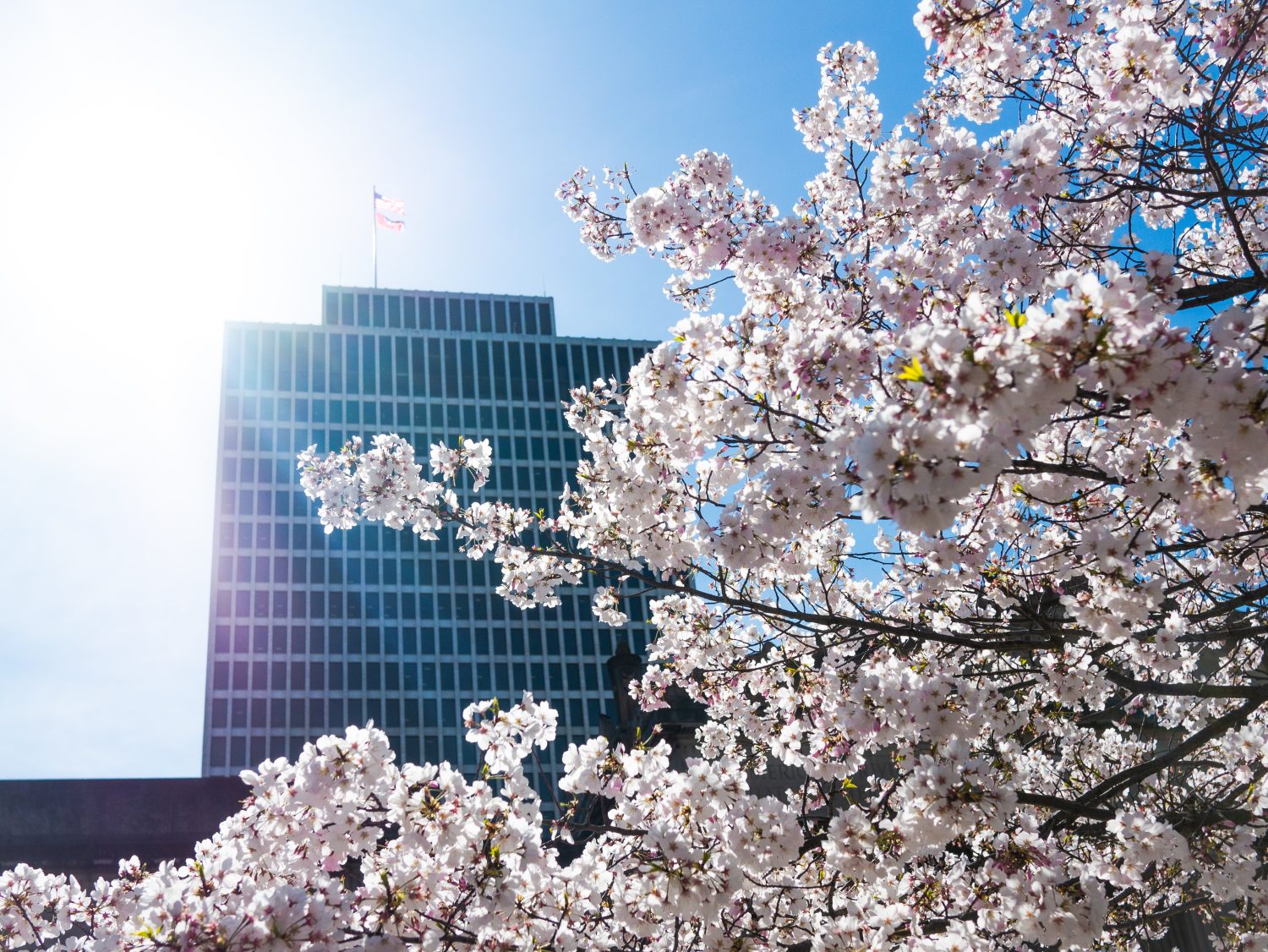 <p>From 2009 to 2019, around 1,000 cherry blossom trees were planted in Nashville. Every spring, the white and pink flowers bloom offering beautiful displays across the city.</p><p>Sharks, lions, alligators, and more! Don’t miss today’s latest and most exciting animal news. <strong><a href="https://www.msn.com/en-us/channel/source/AZ%20Animals%20US/sr-vid-7etr9q8xun6k6508c3nufaum0de3dqktiq6h27ddeagnfug30wka">Click here to access the A-Z Animals profile page</a> and be sure to hit the <em>Follow</em> button here or at the top of this article!</strong></p> <p>Have feedback? Add a comment below!</p>