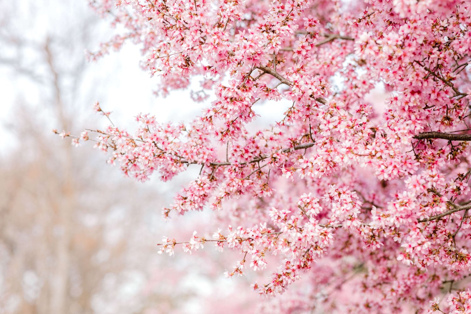 <p>One of the best places to see cherry blossoms in Dallas is the Dallas Arboretum. Here, over 150 cherry blossom trees bloom each spring.</p><p>Sharks, lions, alligators, and more! Don’t miss today’s latest and most exciting animal news. <strong><a href="https://www.msn.com/en-us/channel/source/AZ%20Animals%20US/sr-vid-7etr9q8xun6k6508c3nufaum0de3dqktiq6h27ddeagnfug30wka">Click here to access the A-Z Animals profile page</a> and be sure to hit the <em>Follow</em> button here or at the top of this article!</strong></p> <p>Have feedback? Add a comment below!</p>