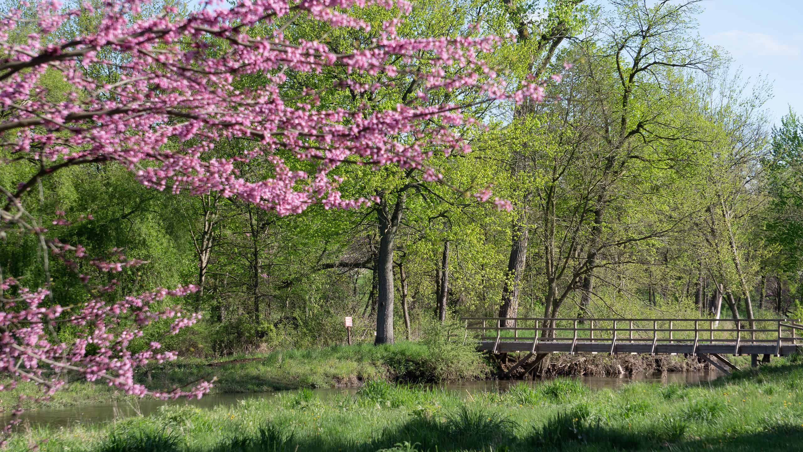 <p>There are several spots for peak viewing of the blooming cherry blossom trees in Chicago. One of the best locations is in the suburbs at the Morton Arboretum in Lisle. </p><p>Sharks, lions, alligators, and more! Don’t miss today’s latest and most exciting animal news. <strong><a href="https://www.msn.com/en-us/channel/source/AZ%20Animals%20US/sr-vid-7etr9q8xun6k6508c3nufaum0de3dqktiq6h27ddeagnfug30wka">Click here to access the A-Z Animals profile page</a> and be sure to hit the <em>Follow</em> button here or at the top of this article!</strong></p> <p>Have feedback? Add a comment below!</p>
