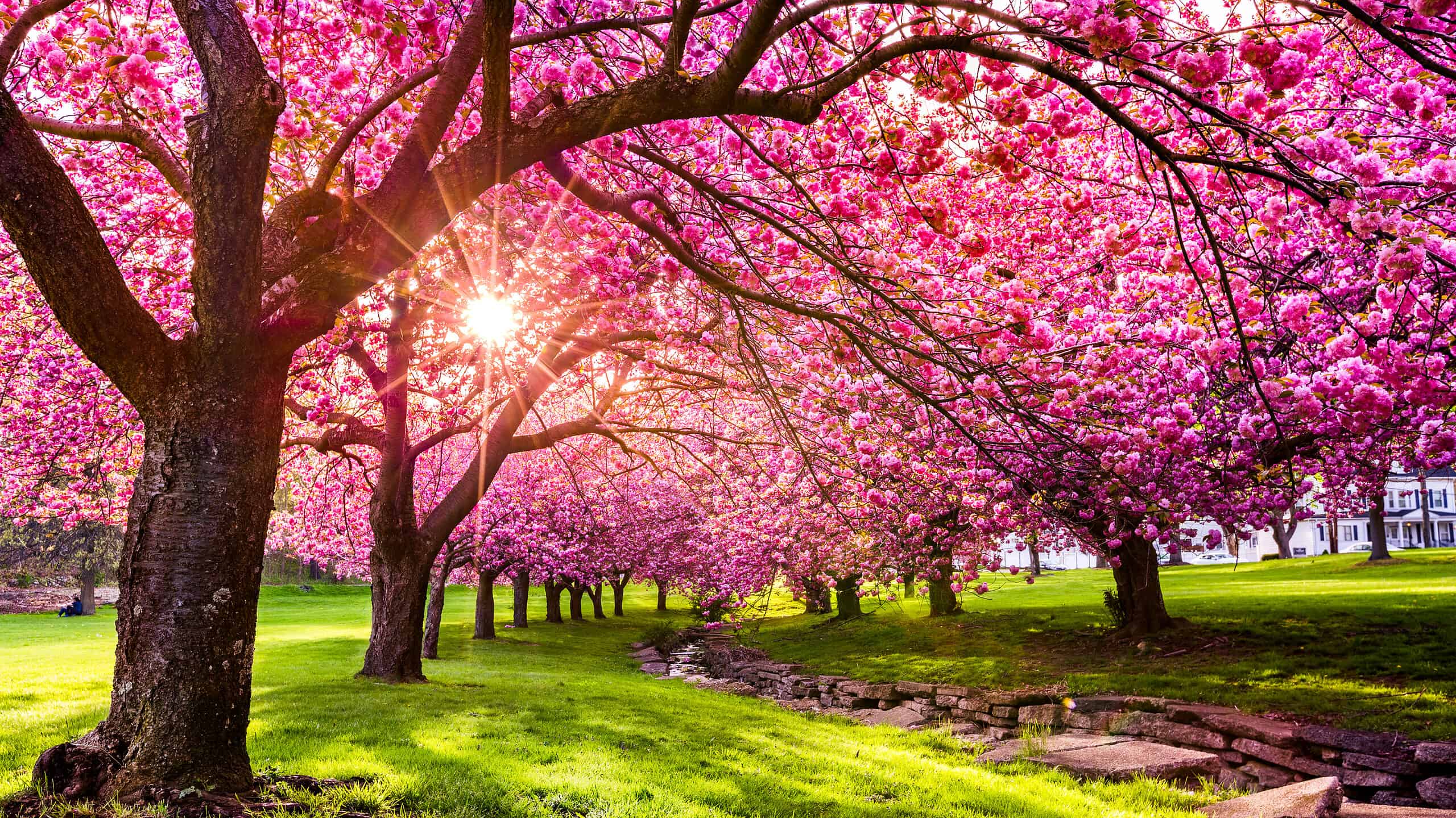 <p>A beautiful place year-round, Dover's Hurd Park in New Jersey has a gorgeous display of cherry blossoms each spring.</p><p>Sharks, lions, alligators, and more! Don’t miss today’s latest and most exciting animal news. <strong><a href="https://www.msn.com/en-us/channel/source/AZ%20Animals%20US/sr-vid-7etr9q8xun6k6508c3nufaum0de3dqktiq6h27ddeagnfug30wka">Click here to access the A-Z Animals profile page</a> and be sure to hit the <em>Follow</em> button here or at the top of this article!</strong></p> <p>Have feedback? Add a comment below!</p>
