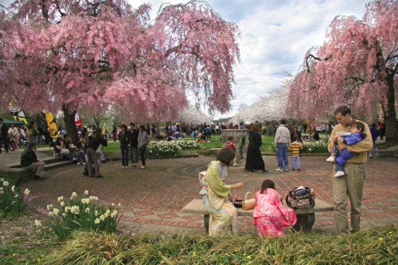<p>There are hundreds of cherry blossom trees in Philadelphia throughout West Fairmount Park and along the Schuylkill River. Each April they begin to bloom, putting on a spectacular sight coinciding with the Shofusu Cherry Blossom Festival. </p><p>Sharks, lions, alligators, and more! Don’t miss today’s latest and most exciting animal news. <strong><a href="https://www.msn.com/en-us/channel/source/AZ%20Animals%20US/sr-vid-7etr9q8xun6k6508c3nufaum0de3dqktiq6h27ddeagnfug30wka">Click here to access the A-Z Animals profile page</a> and be sure to hit the <em>Follow</em> button here or at the top of this article!</strong></p> <p>Have feedback? Add a comment below!</p>