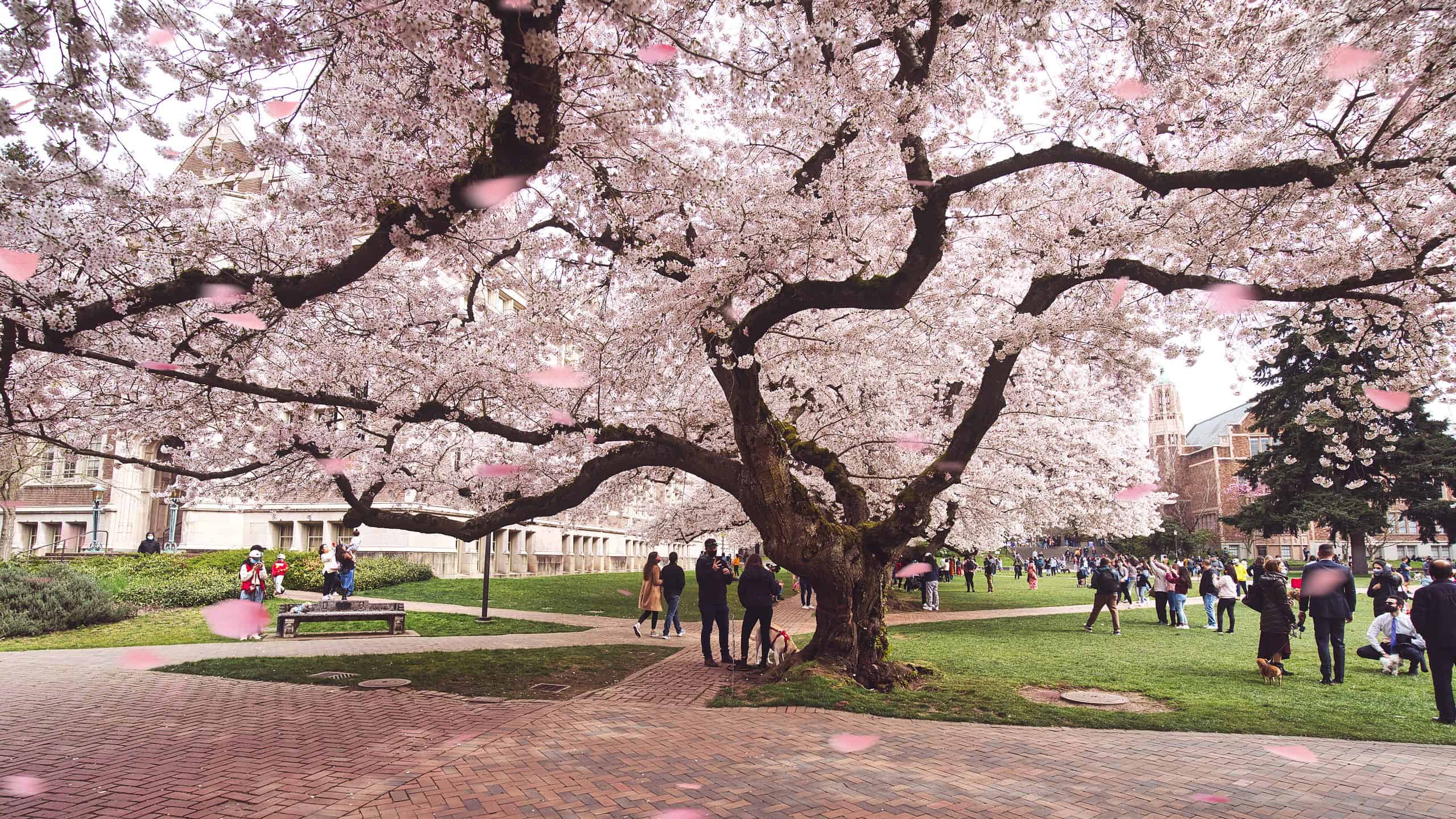 <p>In Seattle, the best place to view blooming cherry blossom trees is on the University of Washington campus. The trees line the quad and they peak around the end of March.</p><p>Sharks, lions, alligators, and more! Don’t miss today’s latest and most exciting animal news. <strong><a href="https://www.msn.com/en-us/channel/source/AZ%20Animals%20US/sr-vid-7etr9q8xun6k6508c3nufaum0de3dqktiq6h27ddeagnfug30wka">Click here to access the A-Z Animals profile page</a> and be sure to hit the <em>Follow</em> button here or at the top of this article!</strong></p> <p>Have feedback? Add a comment below!</p>