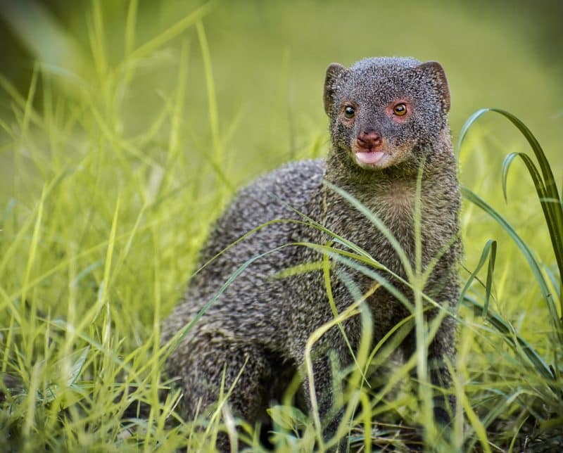 <p>That being said, there are some cases where mongooses have been known to kill and eat cobras – particularly when hungry or threatened. However, these interactions are usually brief and less dramatic than the viral video suggests.</p> <p>Mongooses have developed several strategies for avoiding cobra attacks altogether. For example, some mongoose species will use their agility and speed to outrun a cobra, while others will engage in group attacks to overwhelm the snake.</p> <p>While the mongoose and cobra confrontation video may be thrilling to watch, it is important to note that such events are rare in the wild. While cobras and Mongooses share territories in some regions, they typically avoid confrontation whenever possible.</p>           Sharks, lions, tigers, as well as all about cats & dogs!           <a href='https://www.msn.com/en-us/channel/source/Animals%20Around%20The%20Globe%20US/sr-vid-ryujycftmyx7d7tmb5trkya28raxe6r56iuty5739ky2rf5d5wws?ocid=anaheim-ntp-following&cvid=1ff21e393be1475a8b3dd9a83a86b8df&ei=10'>           Click here to get to the Animals Around The Globe profile page</a><b> and hit "Follow" to never miss out.</b>