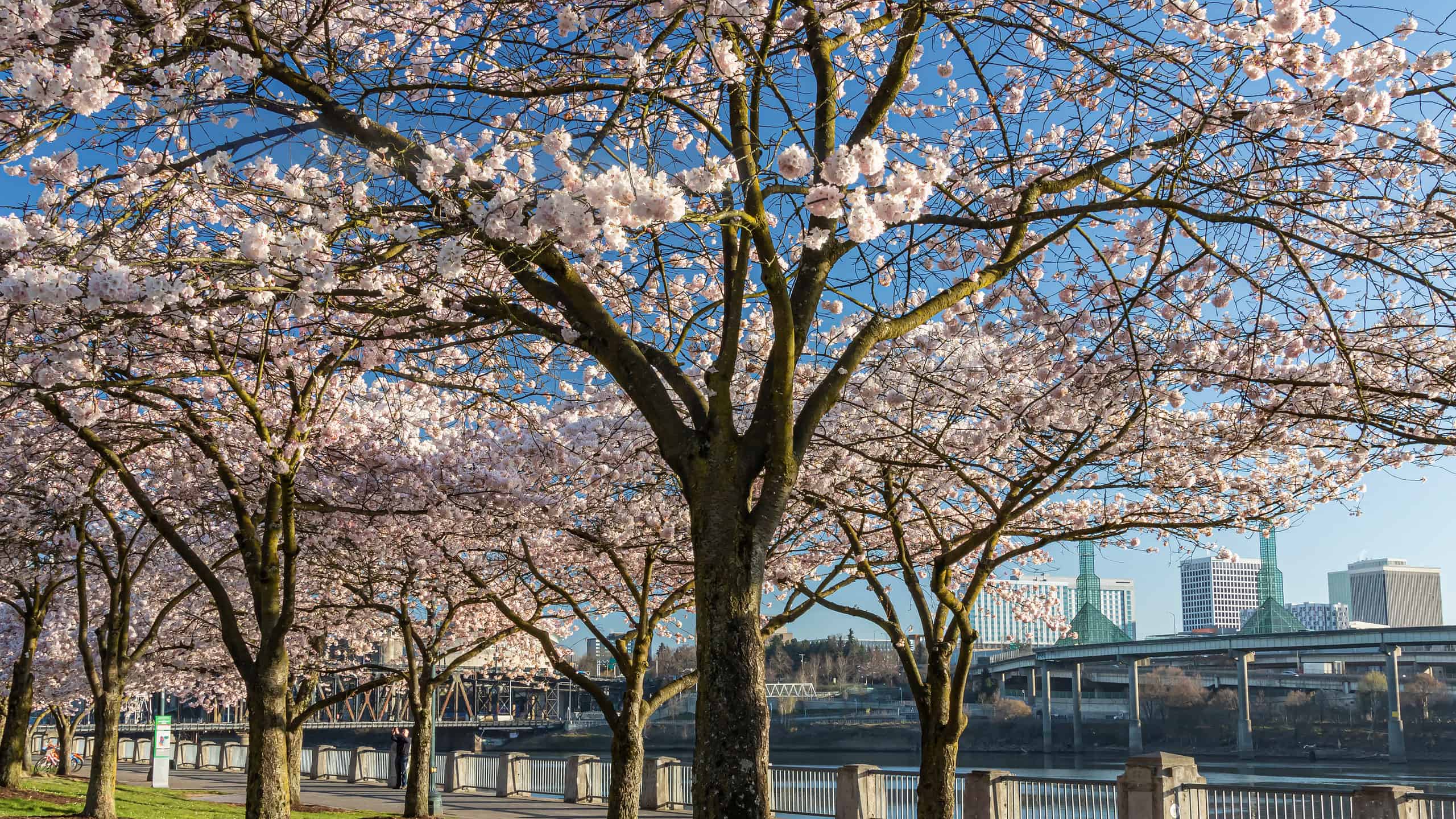 <p>Since 1990, Portland has had a beautiful display of cherry blossoms each spring. Although you can find cherry blossom trees dotted across the city, the best location to view them is in the downtown Tom McCall Waterfront Park in the Japanese American Historical Plaza. They typically bloom starting in mid-March to April.</p><p>Sharks, lions, alligators, and more! Don’t miss today’s latest and most exciting animal news. <strong><a href="https://www.msn.com/en-us/channel/source/AZ%20Animals%20US/sr-vid-7etr9q8xun6k6508c3nufaum0de3dqktiq6h27ddeagnfug30wka">Click here to access the A-Z Animals profile page</a> and be sure to hit the <em>Follow</em> button here or at the top of this article!</strong></p> <p>Have feedback? Add a comment below!</p>