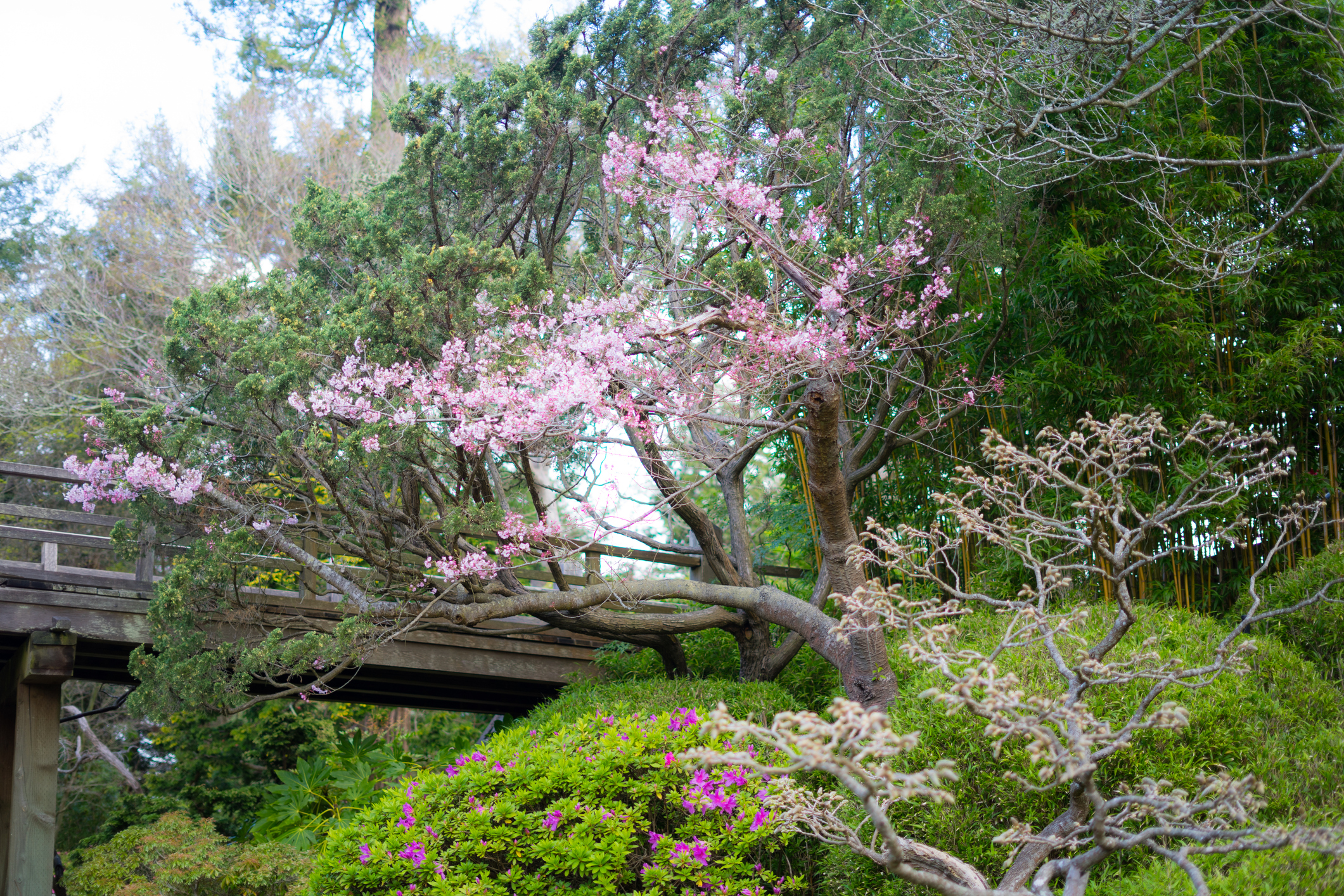 <p>A prime spot to view the cherry blossom blooms in California is the Japanese Tea Garden in Golden Gate Park in San Fransisco. Here, the cherry blossoms are in full bloom from March through April.</p><p>Sharks, lions, alligators, and more! Don’t miss today’s latest and most exciting animal news. <strong><a href="https://www.msn.com/en-us/channel/source/AZ%20Animals%20US/sr-vid-7etr9q8xun6k6508c3nufaum0de3dqktiq6h27ddeagnfug30wka">Click here to access the A-Z Animals profile page</a> and be sure to hit the <em>Follow</em> button here or at the top of this article!</strong></p> <p>Have feedback? Add a comment below!</p>