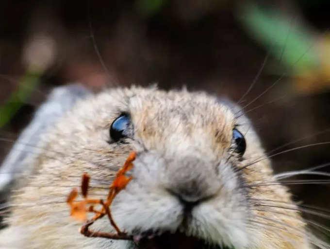 8 Animals That Can Be Found In The Rocky Terrain Of Afghanistan