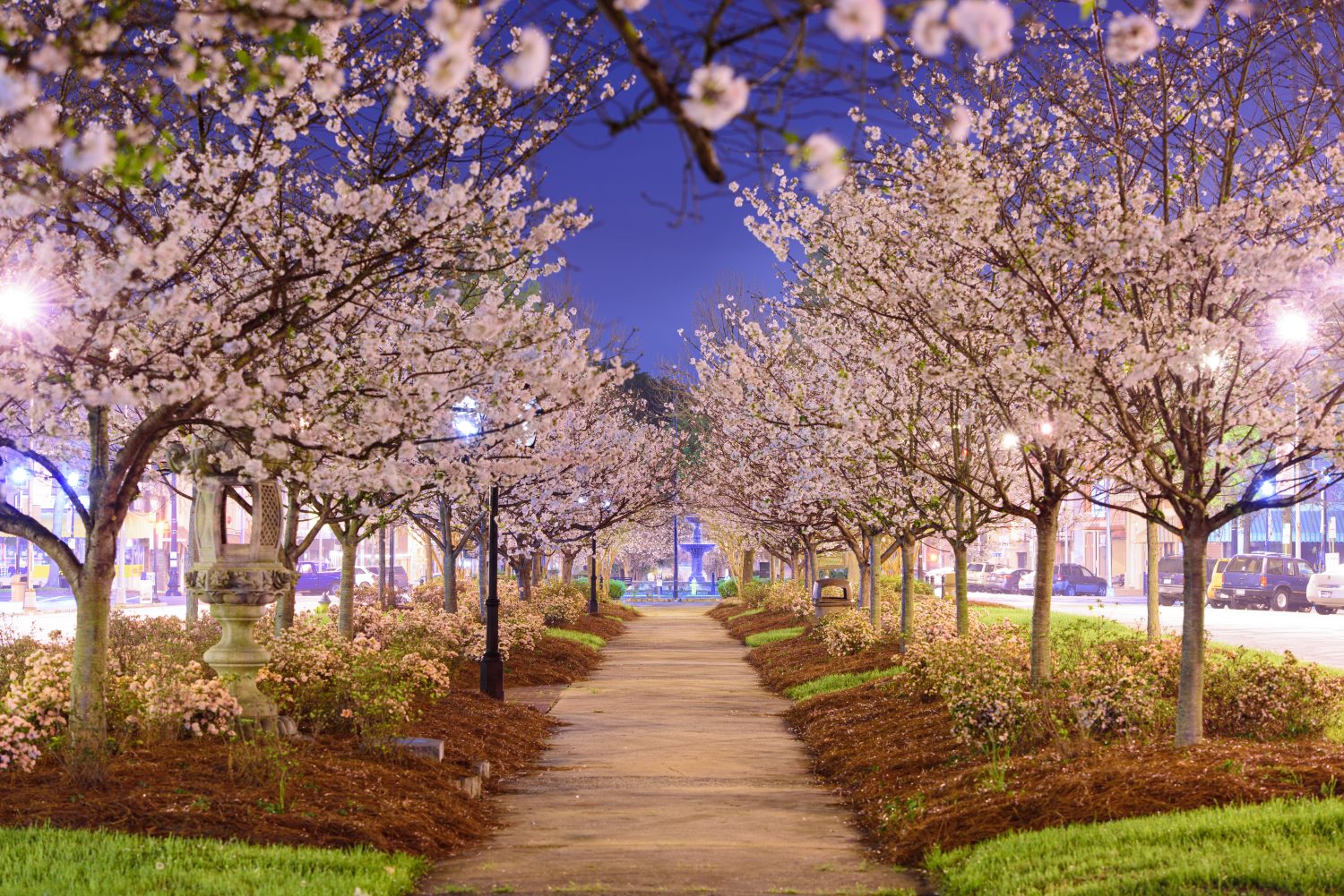 <p>Macon is also known as the "Cherry Blossom Capital of the World," thanks to its over 300,000 Yoshino cherry blossom trees that bloom every spring. The Cherry Blossom Trail takes visitors along the best route to view these delicate blooms.</p><p>Sharks, lions, alligators, and more! Don’t miss today’s latest and most exciting animal news. <strong><a href="https://www.msn.com/en-us/channel/source/AZ%20Animals%20US/sr-vid-7etr9q8xun6k6508c3nufaum0de3dqktiq6h27ddeagnfug30wka">Click here to access the A-Z Animals profile page</a> and be sure to hit the <em>Follow</em> button here or at the top of this article!</strong></p> <p>Have feedback? Add a comment below!</p>