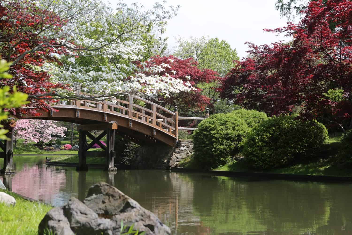<p>Cherry blossoms fill the Missouri Botanical Garden with their beautiful flowers every spring. The 14-acre Japanese garden features several varieties, including the beautiful pink-hued weeping Higan cherry blossom tree.</p><p>Sharks, lions, alligators, and more! Don’t miss today’s latest and most exciting animal news. <strong><a href="https://www.msn.com/en-us/channel/source/AZ%20Animals%20US/sr-vid-7etr9q8xun6k6508c3nufaum0de3dqktiq6h27ddeagnfug30wka">Click here to access the A-Z Animals profile page</a> and be sure to hit the <em>Follow</em> button here or at the top of this article!</strong></p> <p>Have feedback? Add a comment below!</p>
