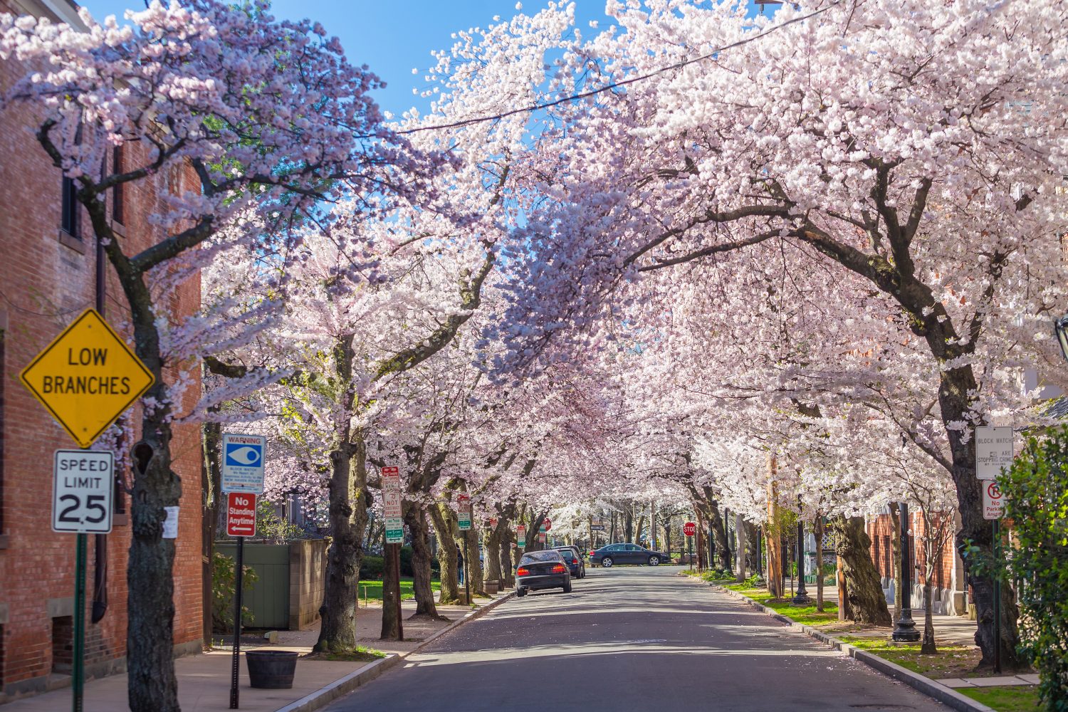 <p>There are about 72 Yoshino cherry blossom trees planted at Wooster Square in New Haven. Each spring the city celebrates the blooms with its Cherry Blossom Festival.</p><p>Sharks, lions, alligators, and more! Don’t miss today’s latest and most exciting animal news. <strong><a href="https://www.msn.com/en-us/channel/source/AZ%20Animals%20US/sr-vid-7etr9q8xun6k6508c3nufaum0de3dqktiq6h27ddeagnfug30wka">Click here to access the A-Z Animals profile page</a> and be sure to hit the <em>Follow</em> button here or at the top of this article!</strong></p> <p>Have feedback? Add a comment below!</p>