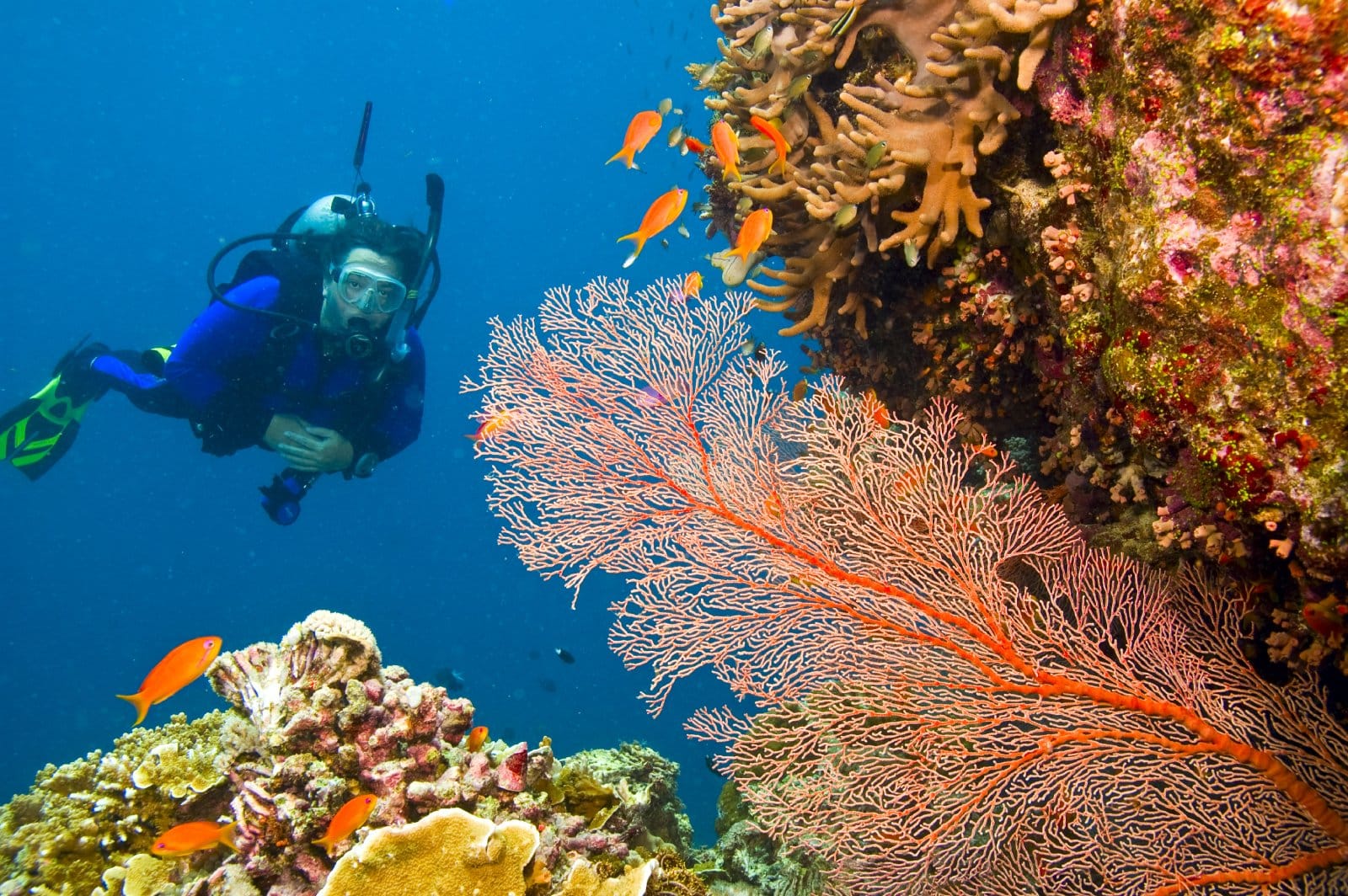 <p class="wp-caption-text">Image Credit: Shutterstock / Debra James</p>  <p><span>The Great Barrier Reef is the world’s largest coral reef system, comprising over 2,900 individual reefs and 900 islands stretching over 2,300 kilometers. This UNESCO World Heritage site is home to an extraordinary diversity of marine life, including over 1,500 species of fish, 400 species of coral, and a myriad of other marine creatures.</span></p> <p><span>The reef’s vast size means snorkeling spots are suitable for all experience levels, from shallow, calm waters for beginners to more challenging sites with strong currents for experienced snorkelers.</span></p> <p><b>Insider’s Tip: </b><span>Visit the outer reef for the clearest water and most vibrant coral formations. Many operators offer eco-friendly tours that contribute to reef conservation efforts.</span></p> <p><b>When to Travel: </b><span>The best time to visit is from June to October, during the Australian winter, when the water is clearest and snorkeling conditions are optimal.</span></p> <p><b>How to Get There: </b><span>Fly into Cairns, the gateway to the Great Barrier Reef, with international connections through major Australian cities. From Cairns, numerous tour operators offer snorkeling trips to various parts of the reef.</span></p>
