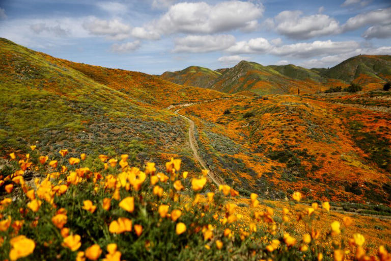 The Laist Guide To The 2024 Wildflower Super Bloom: Everything You Need 