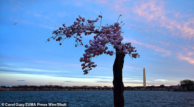 So long Stumpy! D.C. spends $113M axing more than 130 cherry blossoms ...