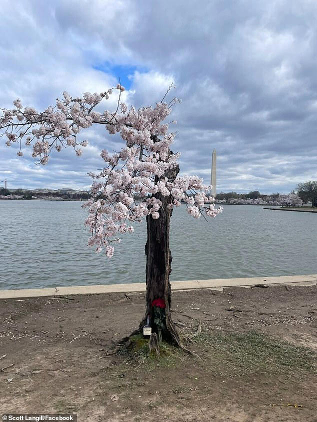 So long Stumpy! D.C. spends $113M axing more than 130 cherry blossoms ...