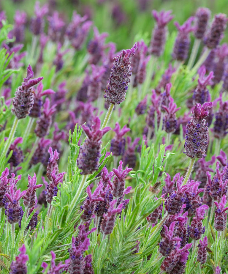 Landscaping with lavender – 15 ways to use this classic shrub in your ...