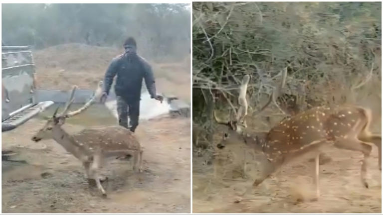 Spotted deer runs back into wild after being rescued. IAS officer shares video