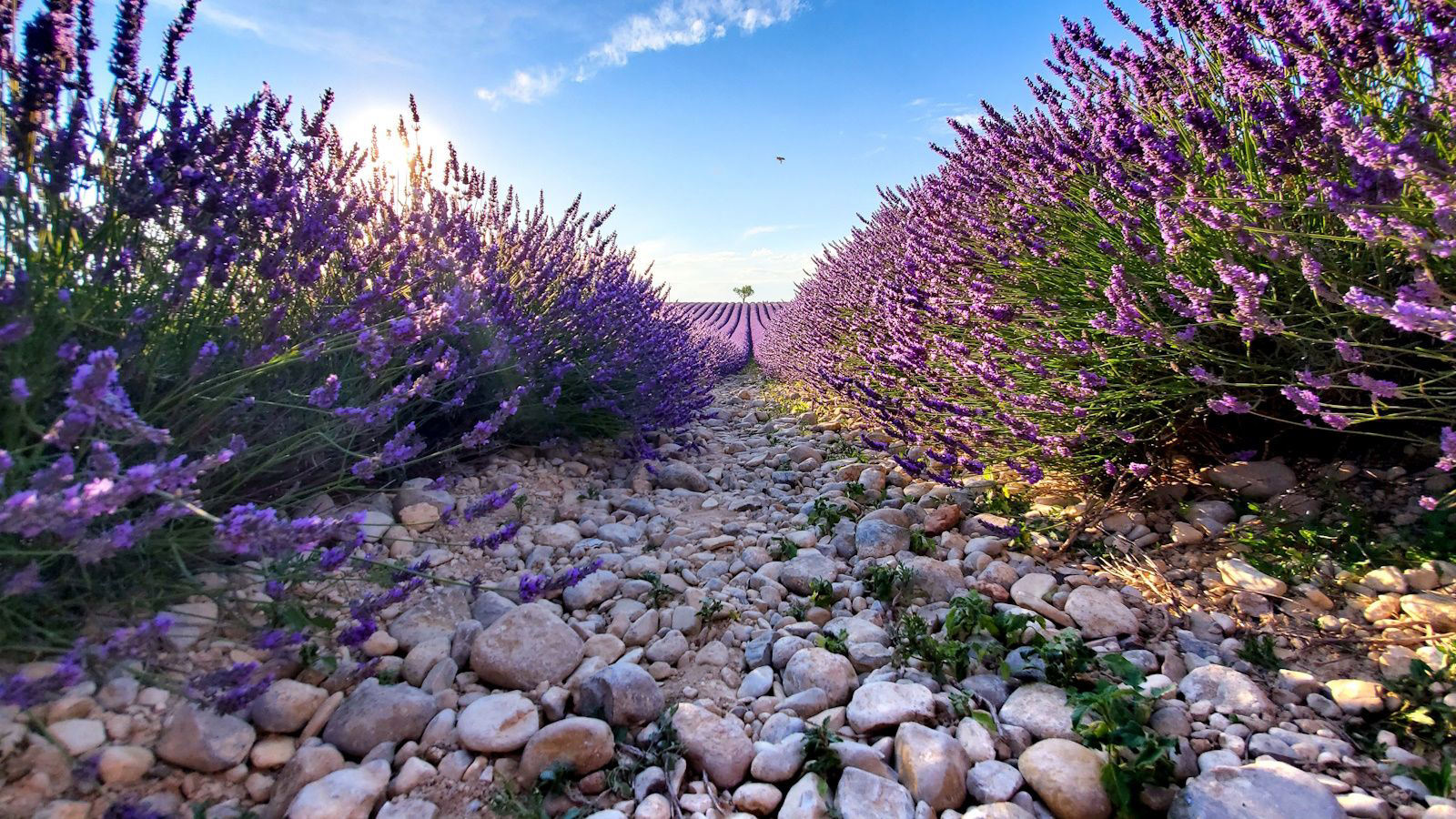 Landscaping with lavender – 15 ways to use this classic shrub in your ...