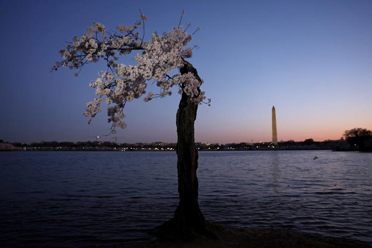 More than 100 iconic cherry blossom trees in Washington, DC are being ...