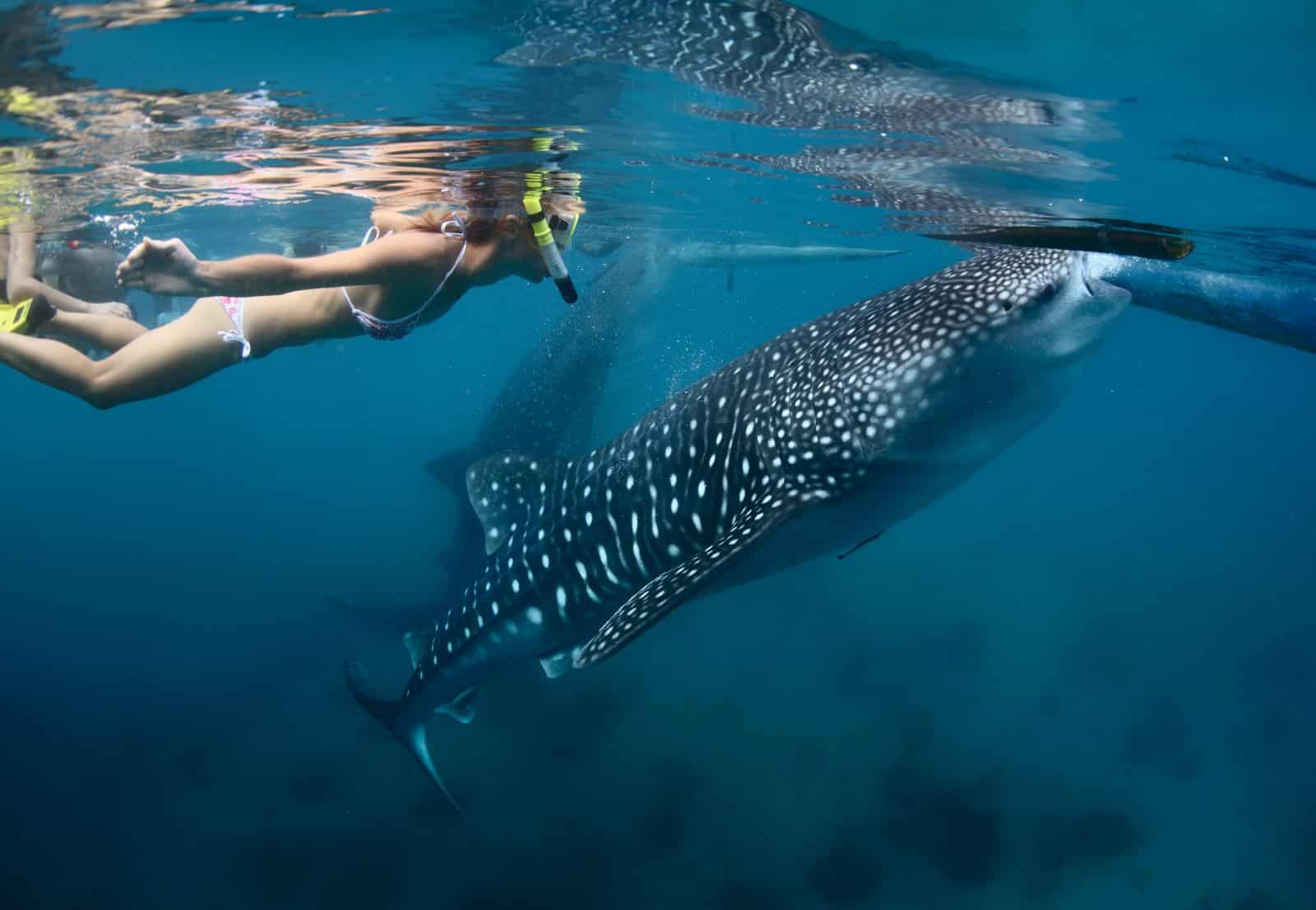 <p class="wp-caption-text">Image Credit: Shutterstock / Dudarev Mikhail</p>  <p><span>The Bay of Donsol is renowned for allowing snorkelers to swim with whale sharks, the largest fish in the sea. These gentle giants frequent the waters of Donsol from November to June, attracted by the abundance of plankton.</span></p> <p><span>Snorkeling with whale sharks in Donsol is regulated to ensure the safety of both the animals and snorkelers, providing a responsible wildlife encounter that is both thrilling and respectful.</span></p> <p><b>Insider’s Tip: </b><span>Opt for a morning snorkeling session when whale shark sightings are most frequent and the water conditions are ideal.</span></p> <p><b>When to Travel: </b><span>Visit between November and June for the best chance to snorkel with whale sharks, with peak sightings from February to May.</span></p> <p><b>How to Get There: </b><span>Fly to Legazpi City from Manila, then travel by road to Donsol, which takes approximately 1.5 hours.</span></p>
