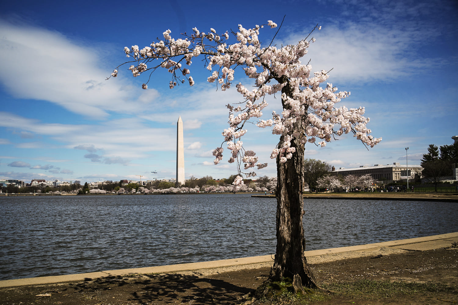 japan gifts 250 new cherry trees to d.c., replacing those to be removed for repairs