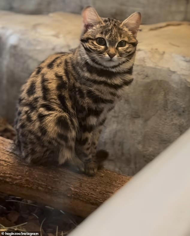 Adorable black-footed cat Gaia whose species is world's deadliest ...