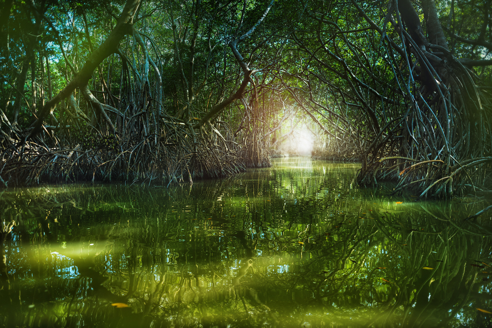 On y trouve également de la mangrove, des cénotes, des marais et une forêt pétrifiée.