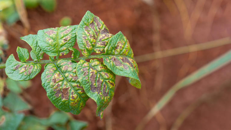 What It Really Means When Your Plant Leaves Start Turning Yellow