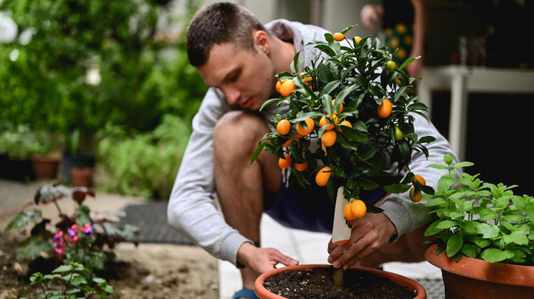 Plant This Sweet Flower Under Your Citrus Trees And Say Goodbye To Pests