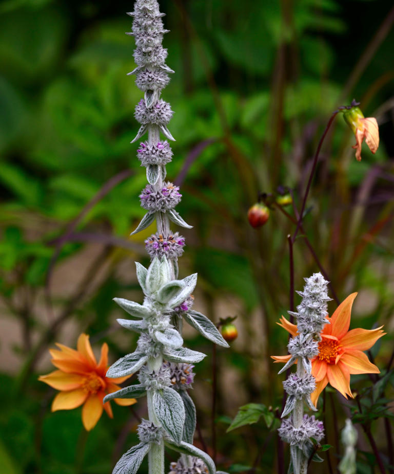 Lamb's Ears Care And Growing Guide – Expert Tips For These Easy-care Plants