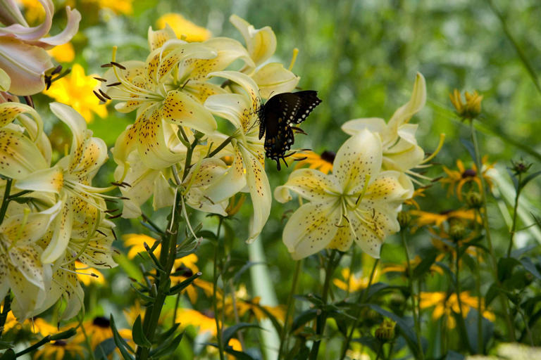 How and When to Plant Lily Bulbs to Enjoy Their Fragrant Flowers