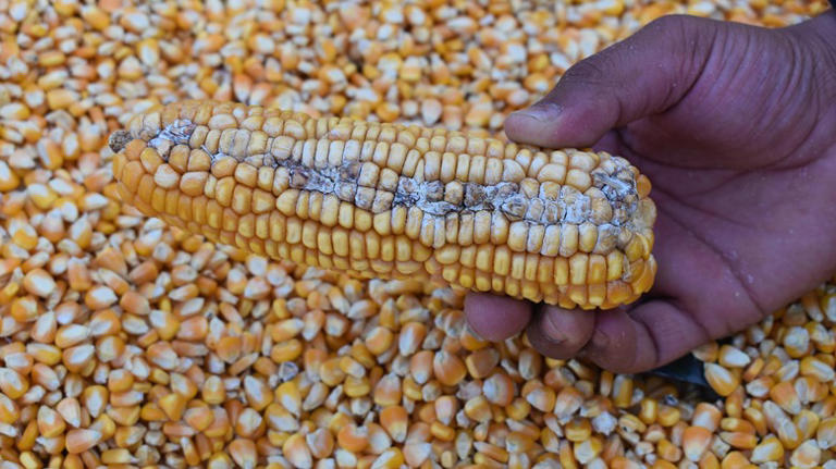 How Long You Can Actually Store Dried Corn Kernels In Your Pantry