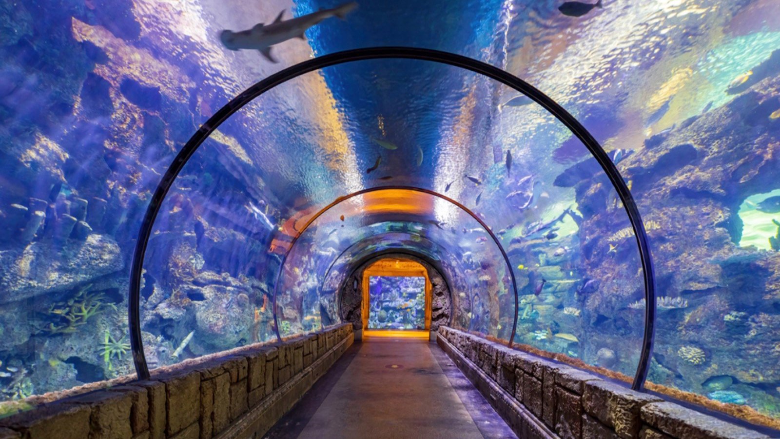 <p>Las Vegas is nowhere near the ocean, but that doesn’t mean you can’t experience a trip under the sea here. Located in Mandalay Bay, visitors can walk through a 1.6-gallon aquarium where over 15 different species of sharks call home. You can’t get closer to these predators than that. Tickets cost around $25, but seeing these sharks swim 5 feet above your head is worth the thrill.</p>