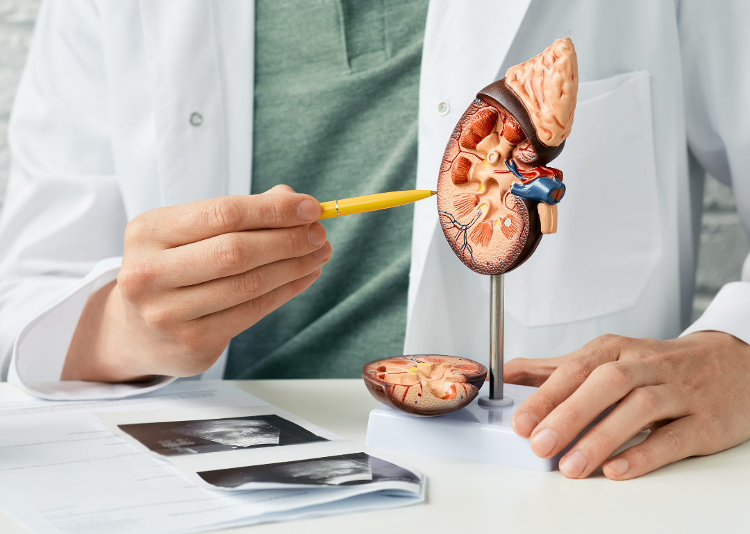 <p>The kidneys are a central part of the urinary system, <a href="https://my.clevelandclinic.org/health/body/21824-kidney">receiving and filtering around 200 quarts—or a large bathtub's worth—of fluid daily</a>. After you swallow liquids, the kidneys extract waste from them and turn them into urine, passing them on to the bladder to eventually be expelled. The kidneys also play a role in balancing the body's levels of water and electrolytes.<br> <br> Kidneys are commonly donated between individuals. People in high-impact accidents, or who have diabetes or high blood pressure, are at risk of losing one. </p>