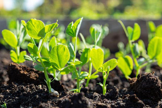 Six Quick-growing Crops For Impatient Island Gardeners