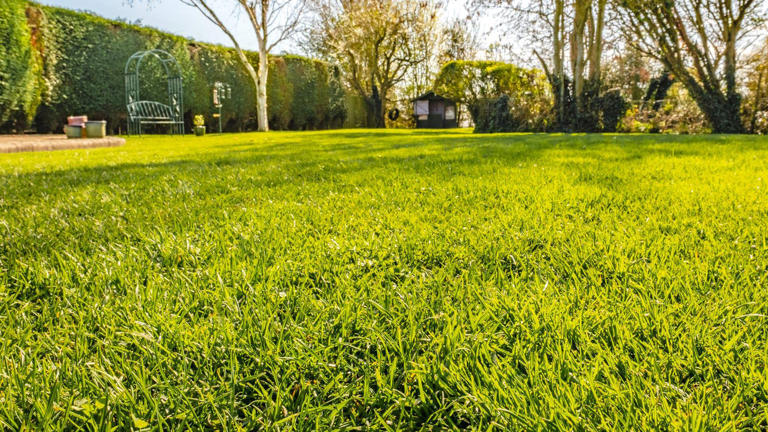 How to level a lawn to keep your grass looking pristine and easier to ...