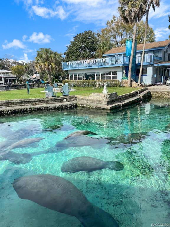 Florida bed and breakfast for sale has spring swimming with manatees