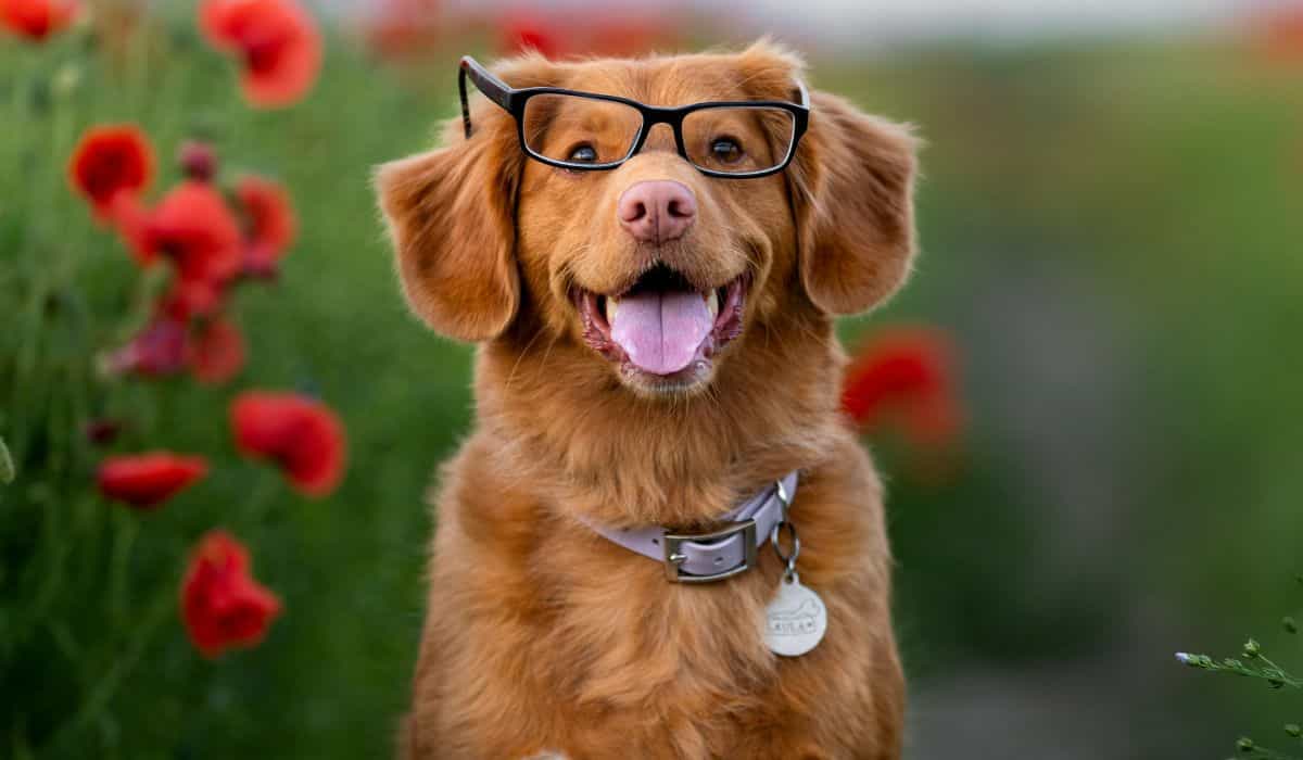 hundar förstår betydelsen av vissa ord, enligt studie