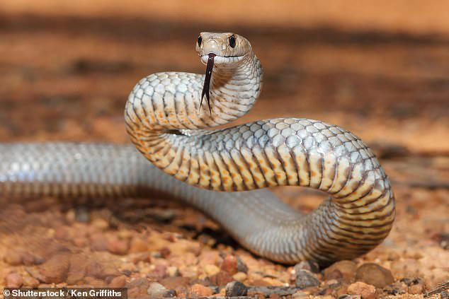 The urgent snake warning that every Australian needs to read - after ...