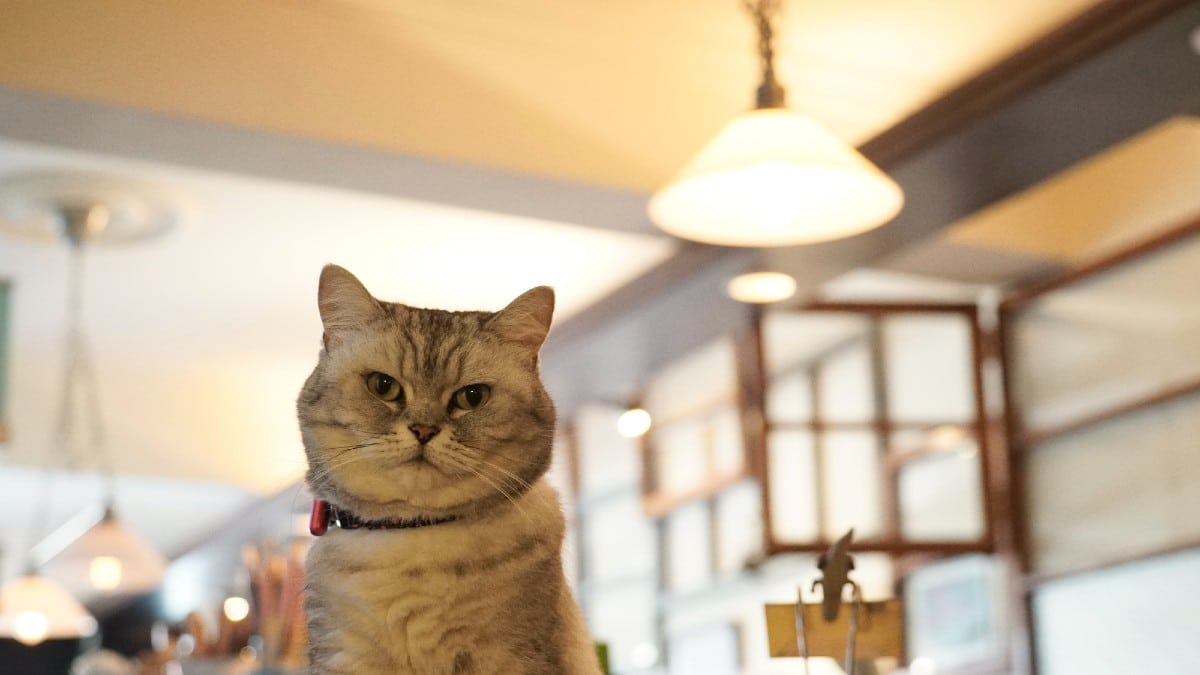 <p><span>Melbourne's take on the cat cafe trend. It's a sanctuary in the city. Here, coffee and cats create calm. Studies suggest animal interactions boost mood. </span><span>The Cat Cafe embodies this. It's a place to pause, reflect, and rejuvenate. With every sip, stress slips away.</span></p>