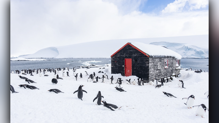 Penguins outnumber people in Port Lockroy. UK Antarctic Heritage Trust, Jerome Viard
