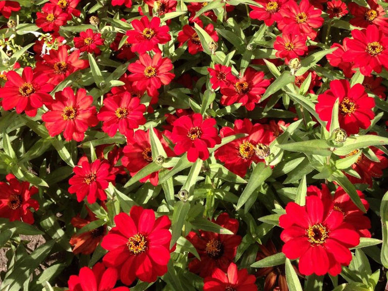 Zinnias Add A Variety Of Colours To Your Prairie Garden