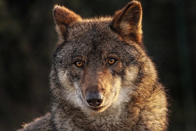 30 Interesting Facts About Wolves