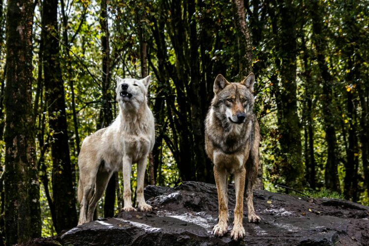 30 Interesting Facts About Wolves