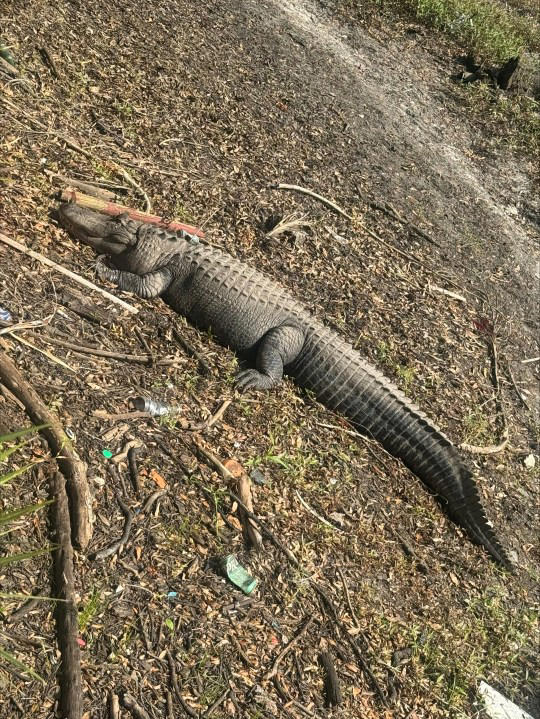 Nearly 500-pound alligator found in Temple Terrace relocated to new home