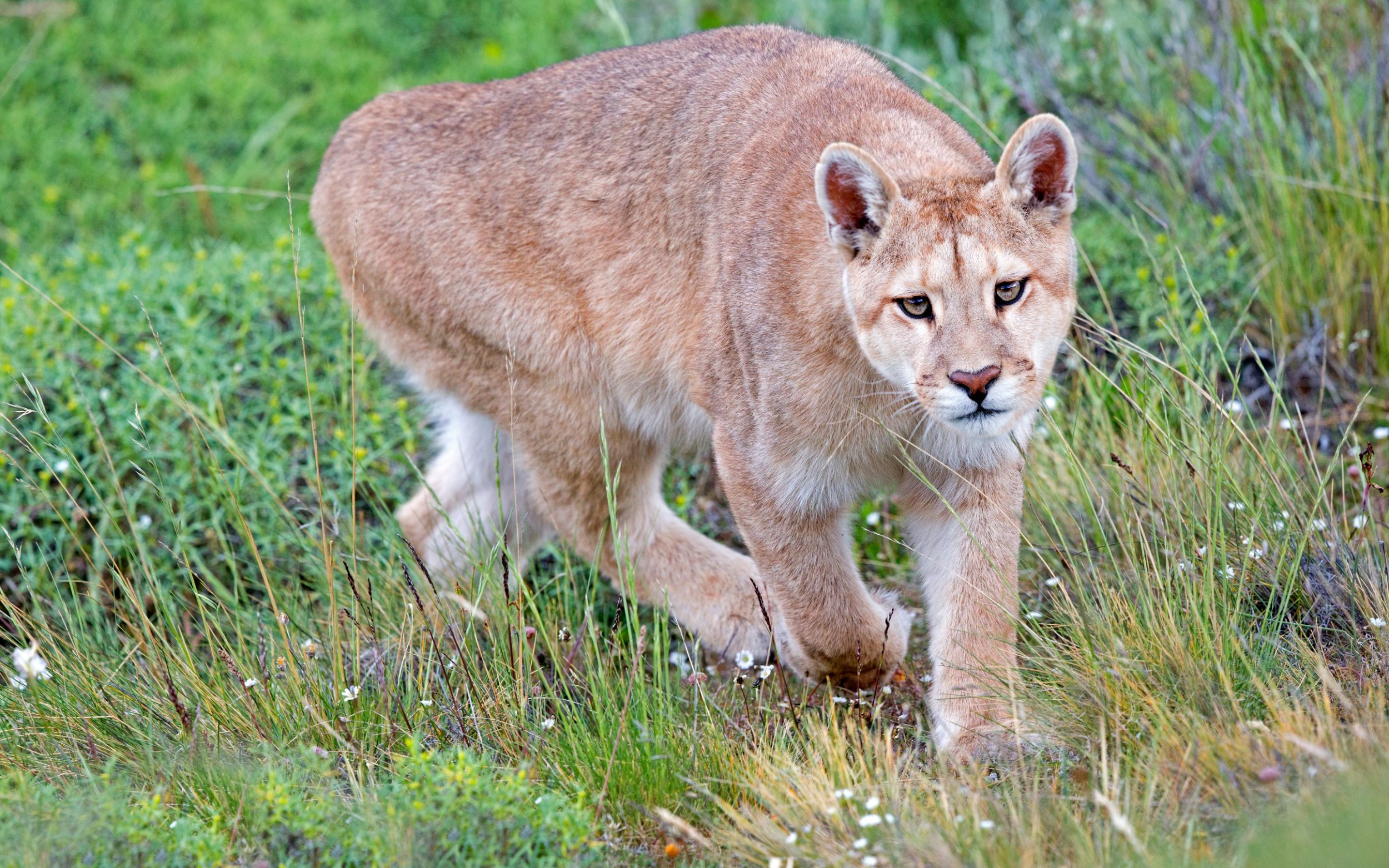 Mountain Lion Kills Man And Badly Injures His Brother