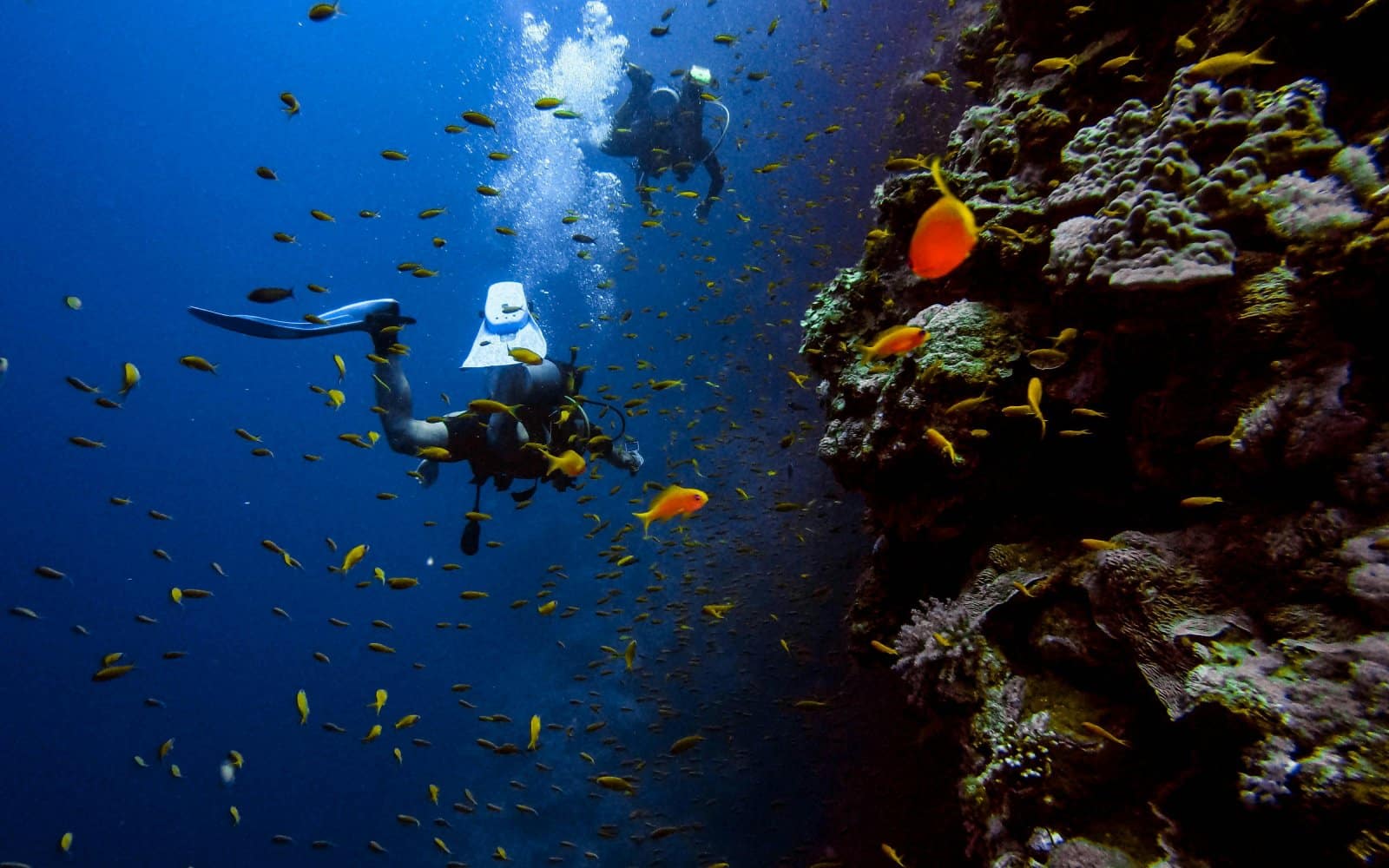 <p class="wp-caption-text">Image Credit: Pexels / Aviv Perets</p>  <p><span>The PADI Open Water Diver course is the world’s most popular scuba certification, marking your entry into the global community of divers. This course teaches you the fundamental knowledge and skills needed to dive independently, up to a depth of 18 meters/60 feet, with a buddy. The curriculum is divided into three main sections: Knowledge Development, to understand basic principles of scuba diving; Confined Water Dives, to learn basic scuba skills; and Open Water Dives, to use your skills and explore.</span></p> <p><span>You’ll learn to set up your scuba gear, manage buoyancy, navigate underwater, and deal with potential problems. The course is typically conducted over four to five days and includes dives in open-water settings, allowing students to experience a variety of diving conditions.</span></p> <p><b>Insider’s Tip:</b><span> When selecting a location for your Open Water Diver course, consider destinations known for clear waters and abundant marine life. This makes the learning process more enjoyable and enriches your initial diving experiences. Additionally, inquire about the instructor-to-student ratio to ensure you receive personalized attention, enhancing your learning outcome and overall satisfaction with the course.</span></p>