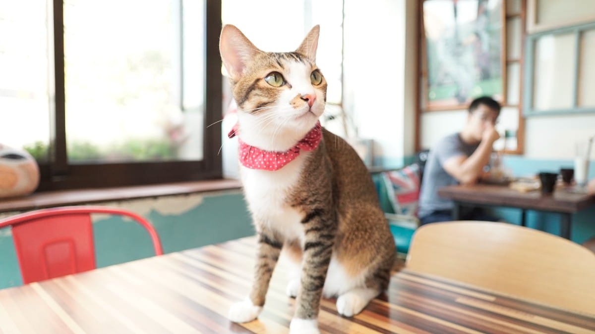 <p><span>In Tokyo, Cat Cafe Calico charms visitors. Patrons sip amidst feline friends. A study by the </span><span>National Institutes of Health</span><span> shows pets reduce stress. Imagine savoring your latte with a cat in your lap. </span><span>It's not just coffee, it's a cuddle session. This cafe proves it, blending wellness with whiskers.</span></p>