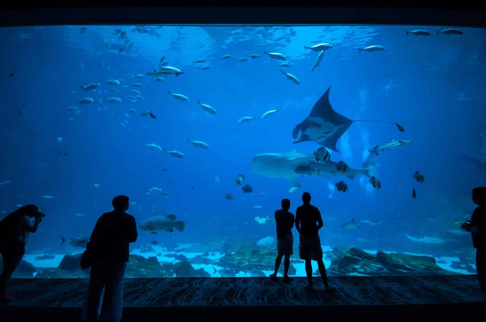 <p>Georgia, with attractions like the Georgia Aquarium, sees tourism revenues nearing $68.9 billion. Admission to the aquarium can cost over $35 for adults.</p>